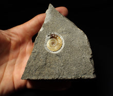 Load image into Gallery viewer, Calcite Promicroceras ammonite display piece (23 mm)
