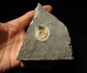 Calcite Promicroceras ammonite display piece (23 mm)