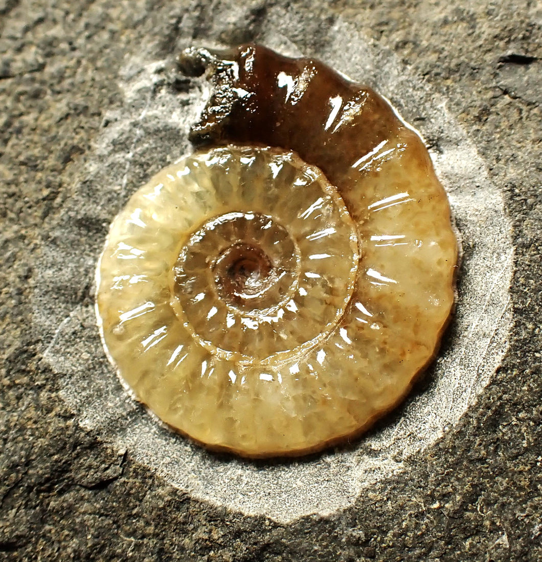 Calcite Promicroceras ammonite display piece (23 mm)