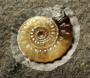 Calcite Promicroceras ammonite display piece (23 mm)