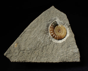 Calcite Promicroceras ammonite display piece (28 mm)