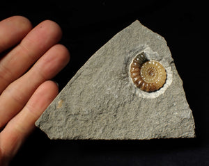 Calcite Promicroceras ammonite display piece (28 mm)