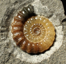 Load image into Gallery viewer, Calcite Promicroceras ammonite display piece (28 mm)
