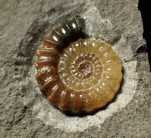 Calcite Promicroceras ammonite display piece (28 mm)