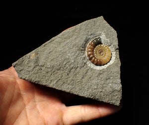 Calcite Promicroceras ammonite display piece (28 mm)