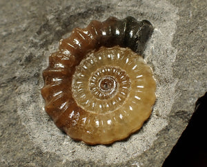 Calcite Promicroceras ammonite display piece (28 mm)