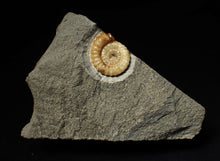 Load image into Gallery viewer, Calcite Promicroceras ammonite display piece (22 mm)
