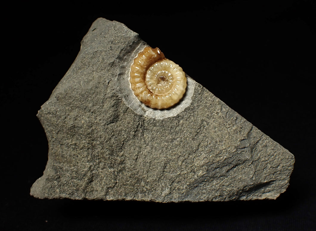 Calcite Promicroceras ammonite display piece (22 mm)