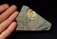 Load image into Gallery viewer, Calcite Promicroceras ammonite display piece (22 mm)
