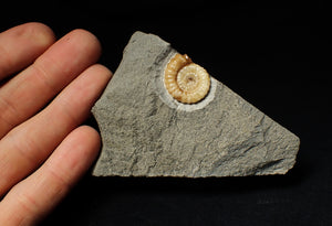 Calcite Promicroceras ammonite display piece (22 mm)