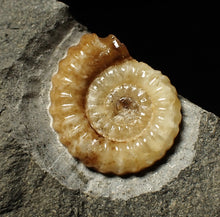 Load image into Gallery viewer, Calcite Promicroceras ammonite display piece (22 mm)
