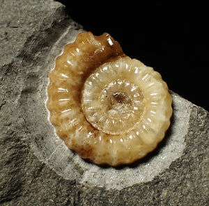 Calcite Promicroceras ammonite display piece (22 mm)