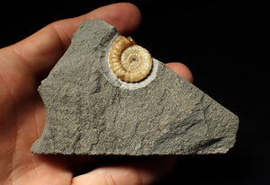 Calcite Promicroceras ammonite display piece (22 mm)