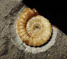 Load image into Gallery viewer, Calcite Promicroceras ammonite display piece (22 mm)
