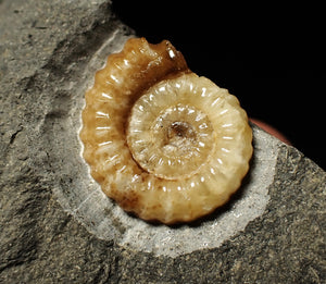 Calcite Promicroceras ammonite display piece (22 mm)