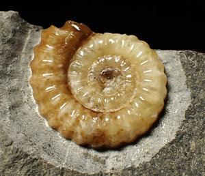 Calcite Promicroceras ammonite display piece (22 mm)