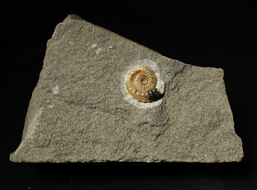 Calcite Promicroceras ammonite display piece (15 mm)