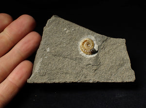 Calcite Promicroceras ammonite display piece (15 mm)