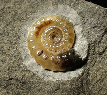 Load image into Gallery viewer, Calcite Promicroceras ammonite display piece (15 mm)
