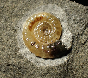 Calcite Promicroceras ammonite display piece (15 mm)