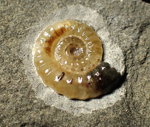 Calcite Promicroceras ammonite display piece (15 mm)