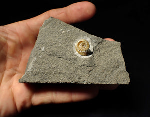 Calcite Promicroceras ammonite display piece (15 mm)