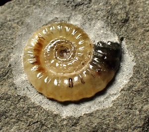 Calcite Promicroceras ammonite display piece (15 mm)