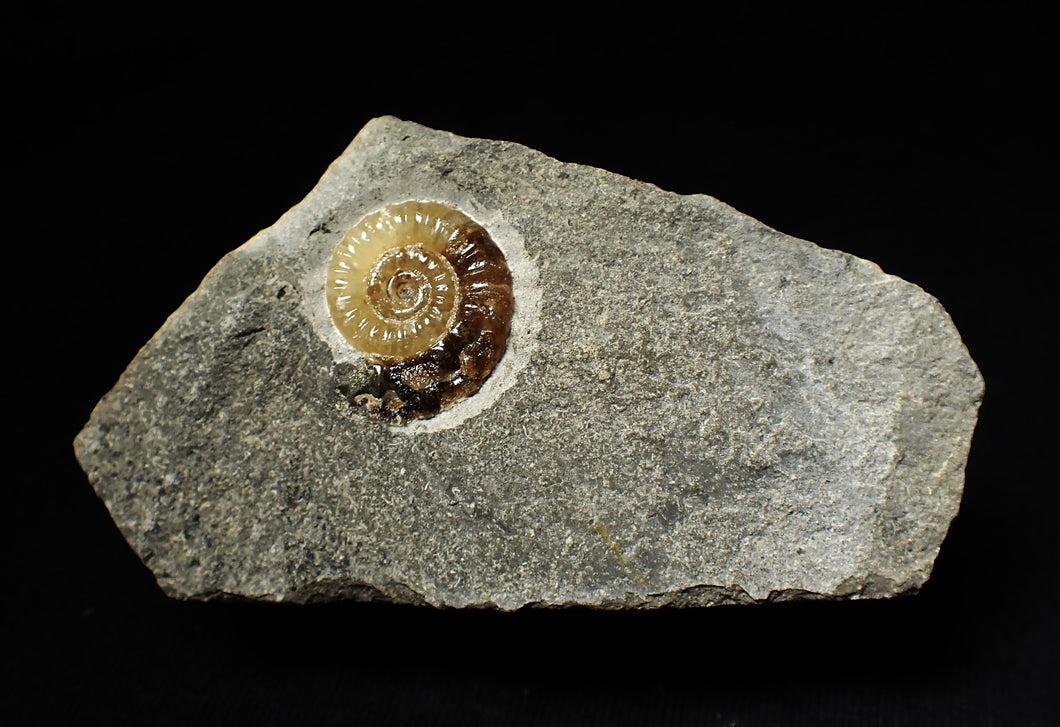 Calcite Promicroceras ammonite display piece (19 mm)