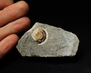 Calcite Promicroceras ammonite display piece (19 mm)