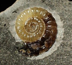 Calcite Promicroceras ammonite display piece (19 mm)