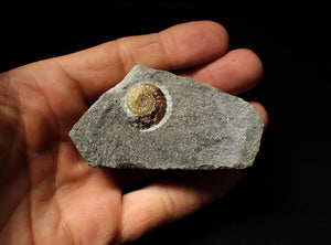 Calcite Promicroceras ammonite display piece (19 mm)