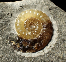 Load image into Gallery viewer, Calcite Promicroceras ammonite display piece (19 mm)
