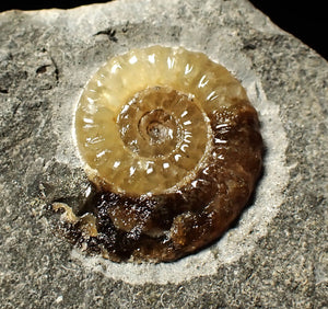 Calcite Promicroceras ammonite display piece (19 mm)