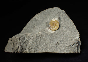 Calcite Promicroceras ammonite display piece (17 mm)