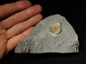 Calcite Promicroceras ammonite display piece (17 mm)