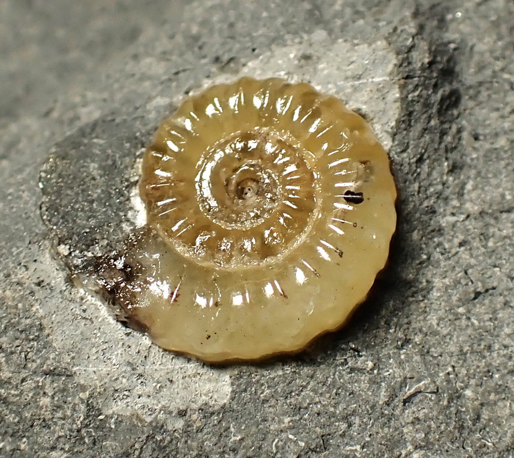 Calcite Promicroceras ammonite display piece (17 mm)