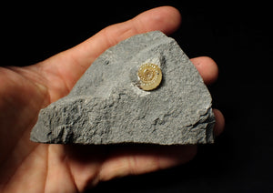 Calcite Promicroceras ammonite display piece (17 mm)