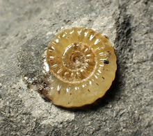 Load image into Gallery viewer, Calcite Promicroceras ammonite display piece (17 mm)
