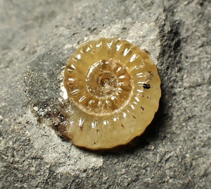 Calcite Promicroceras ammonite display piece (17 mm)