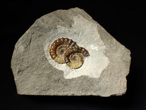 Calcite double Promicroceras ammonite fossil display piece