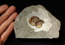 Load image into Gallery viewer, Calcite double Promicroceras ammonite fossil display piece
