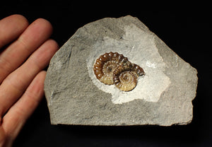 Calcite double Promicroceras ammonite fossil display piece