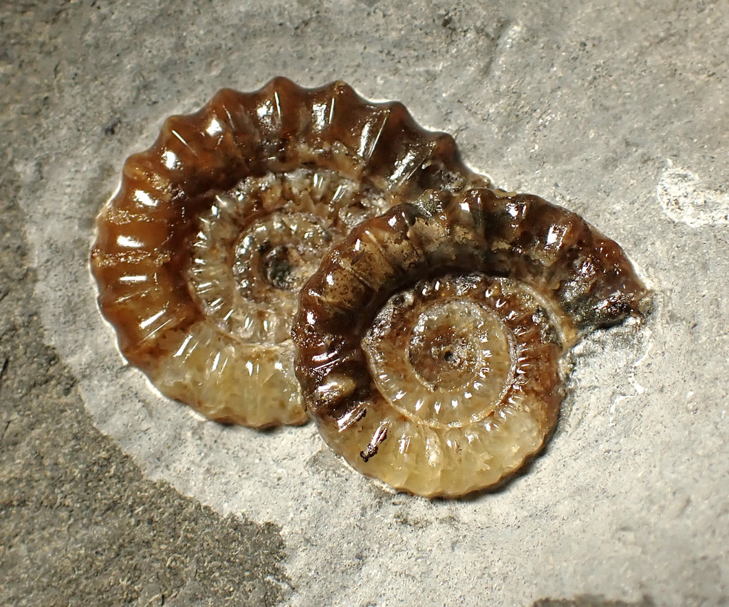 Calcite double Promicroceras ammonite fossil display piece