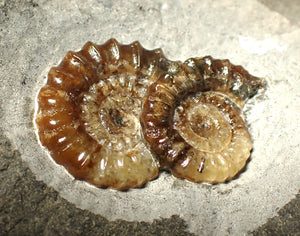 Calcite double Promicroceras ammonite fossil display piece