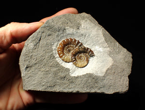 Calcite double Promicroceras ammonite fossil display piece