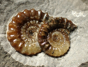 Calcite double Promicroceras ammonite fossil display piece