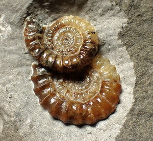 Calcite double Promicroceras ammonite fossil display piece