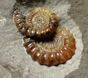 Calcite double Promicroceras ammonite fossil display piece