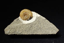 Load image into Gallery viewer, Calcite Promicroceras ammonite fossil display piece (22mm)
