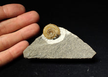 Load image into Gallery viewer, Calcite Promicroceras ammonite fossil display piece (22mm)

